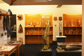 Im Isländischen Phallusmuseum gibts männliche Geschlechtsteile in allen Größen und Formen und von allen Lebewesen der Insel.