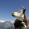 Summer at the region Jungfrau