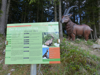 Viele Infotafeln entlang des Panoramarundweges am Zwölferkopf erklären die Bewohner des Waldes, hier beispielsweise der Alpensteinbock.
