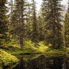Mystischer Rauriser Urwald