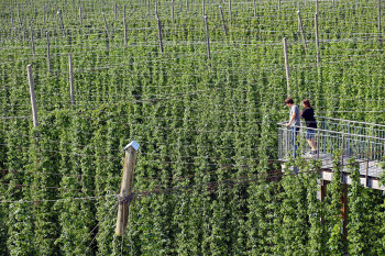 Von der Panoramaplattform blickst du über die riesigen Hopfengärten.