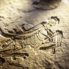 Lerne bei einem schönen Waldspaziergang, wie Fossilien entstehen.
