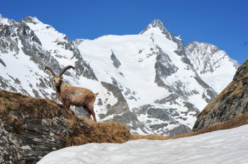 Mitten im Nationalpark Hohe Tauern können mit etwas Geduld zahlreiche Tierarten beobachtet werden.