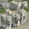 Von der Maharadscha-Tribüne kannst du die Tiger hautnah beobachten.