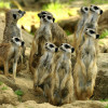 Im Kölner Zoo kannst du einen neugierigen Blick auf das spannende Leben der Erdmännchen werfen.
