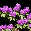 Etwa 60 verschiedene Rhododendronarten sind im Park angepflanzt.