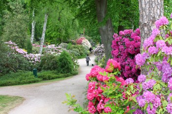 Der Rhododendronpark in Graal-Müritz ist im Mai und Juni besonders farbenfroh.