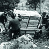 Vor über 65 Jahren wurden Steinböcke im Pitztal wieder angesiedelt.