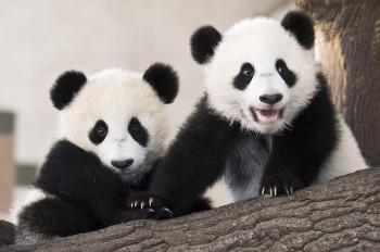 Eine wahre Attraktion im Tiergarten Schönbrunn: Die Pandazwillinge Fu Feng und Fu Ban, die am 7. August 2016 zur Welt gekommen sind.
