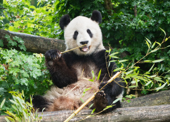 Der Tiergarten Schönbrunn ist europaweit der einzige Zoo, dem es gelingt, eines der seltensten Säugetiere der Welt, der Große Panda, auf natürlichem Weg zu züchten.