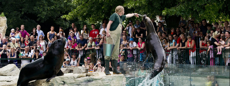 Highlight eines jeden Zoobesuchers: Die Live-Fütterung der Mähnenrobben.