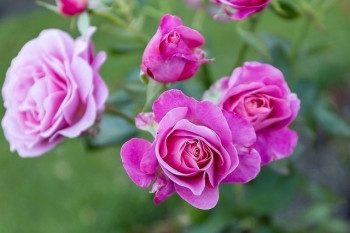 "My Girl" type of roses