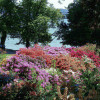 Rhododendron blossom