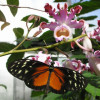 Butterfly house.