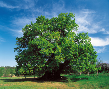 At Müritz National Park, nature can develop according to its own rules.