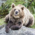 Bear at Ranua Wildlife Park