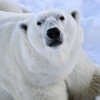 Polar Bear at Ranua Wildlife Park