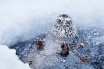 Otter at Ranua Wildlife Park