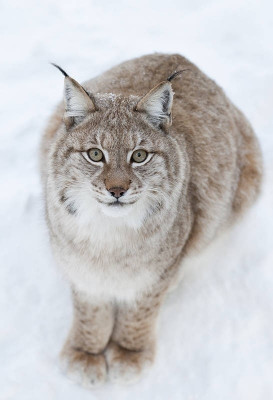 Lynx at Ranua Wildlife Park