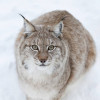 Lynx at Ranua Wildlife Park