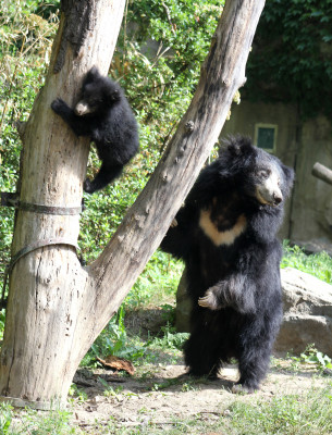 Zoo Leipzig is home to Europe's largest population of sloth bears.